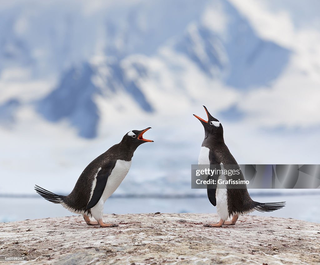 Antarctica gentoo penguins fighting