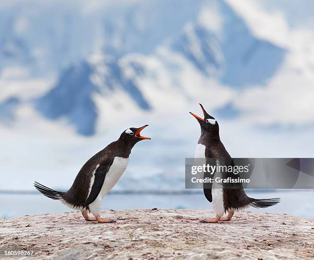 antarctica gentoo penguins fighting - animals fighting stock pictures, royalty-free photos & images