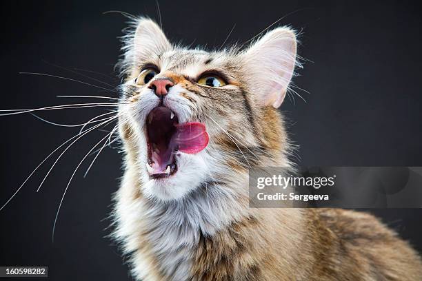 猫のポートレート - ニャーニャー鳴く ストックフォトと画像