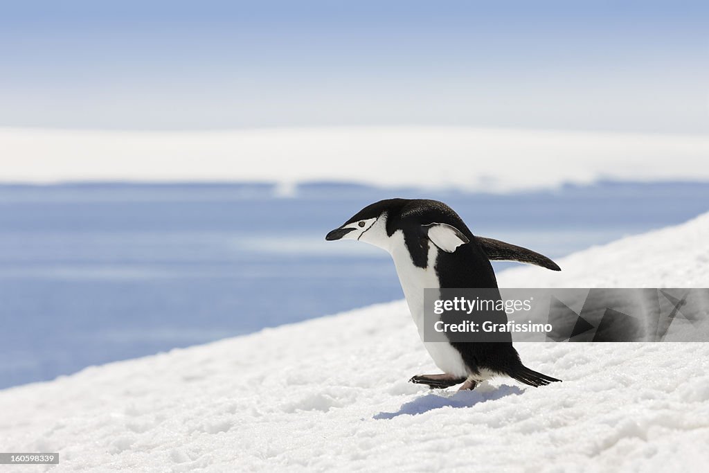 Antarctica chinstrap penguin on Halfmoon Island