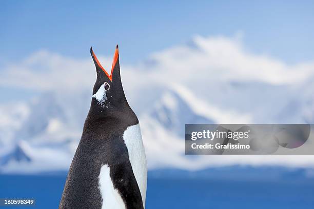 antarctica gentoo penguin shouting - ice shelf stock pictures, royalty-free photos & images