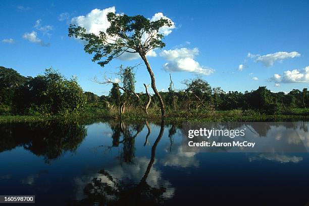 nice reflection - amazon river stock pictures, royalty-free photos & images