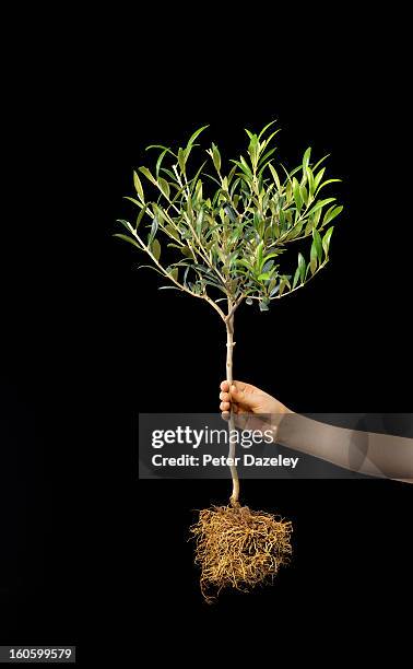 girl holding olive tree against black - sapling fotografías e imágenes de stock