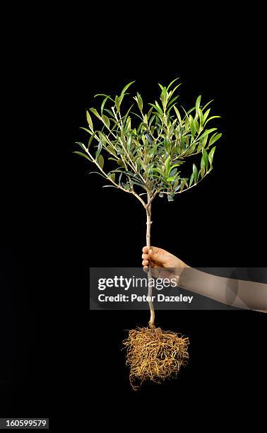 girl holding olive tree against black - olive tree hand stock pictures, royalty-free photos & images