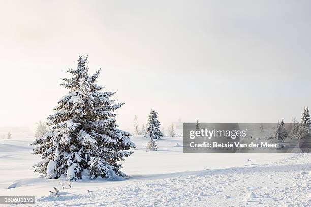 trees in snow landscape,church in misty background - winter landscape stockfoto's en -beelden