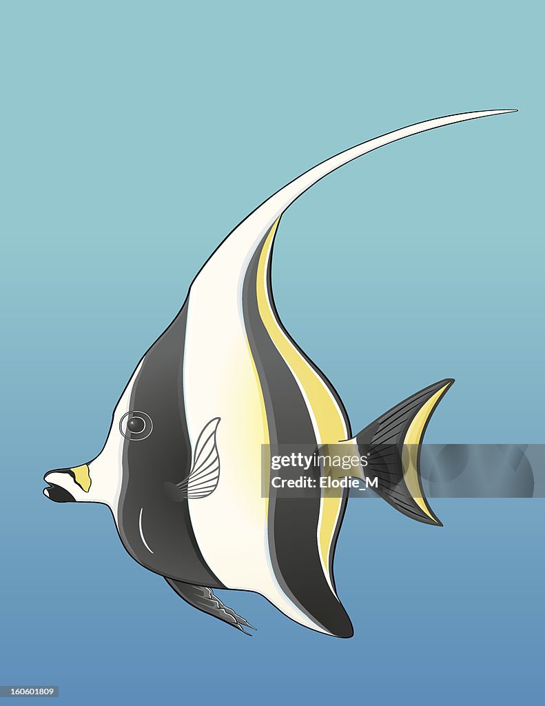 Moorish Idol / Poisson Tranchoir Cornu