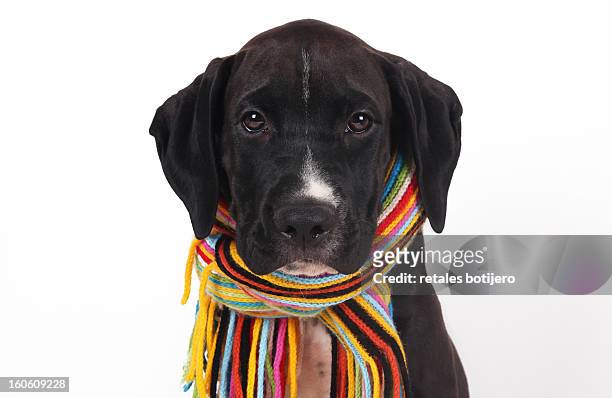 cachorro con bufanda de colores - bufanda 個照片及圖片檔