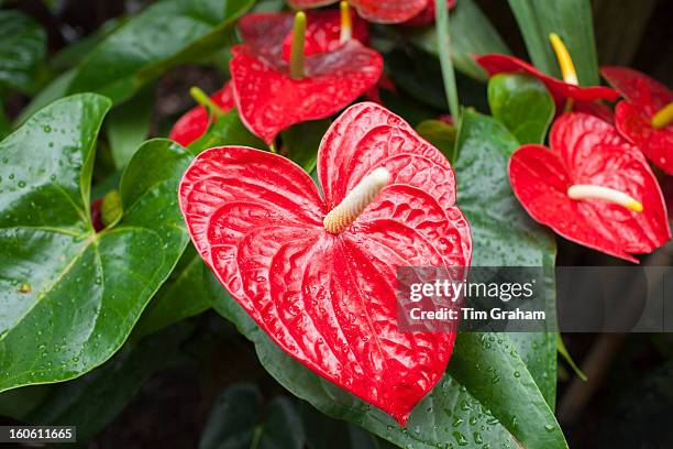 red anthurium tropical plant - anthurium stock-fotos und bilder