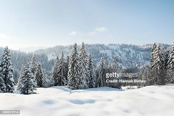 snow-covered landscape and evergreens in germany - winter stockfoto's en -beelden