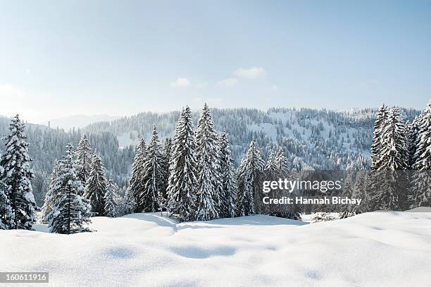 snow-covered landscape and evergreens in germany - snow scene stock pictures, royalty-free photos & images