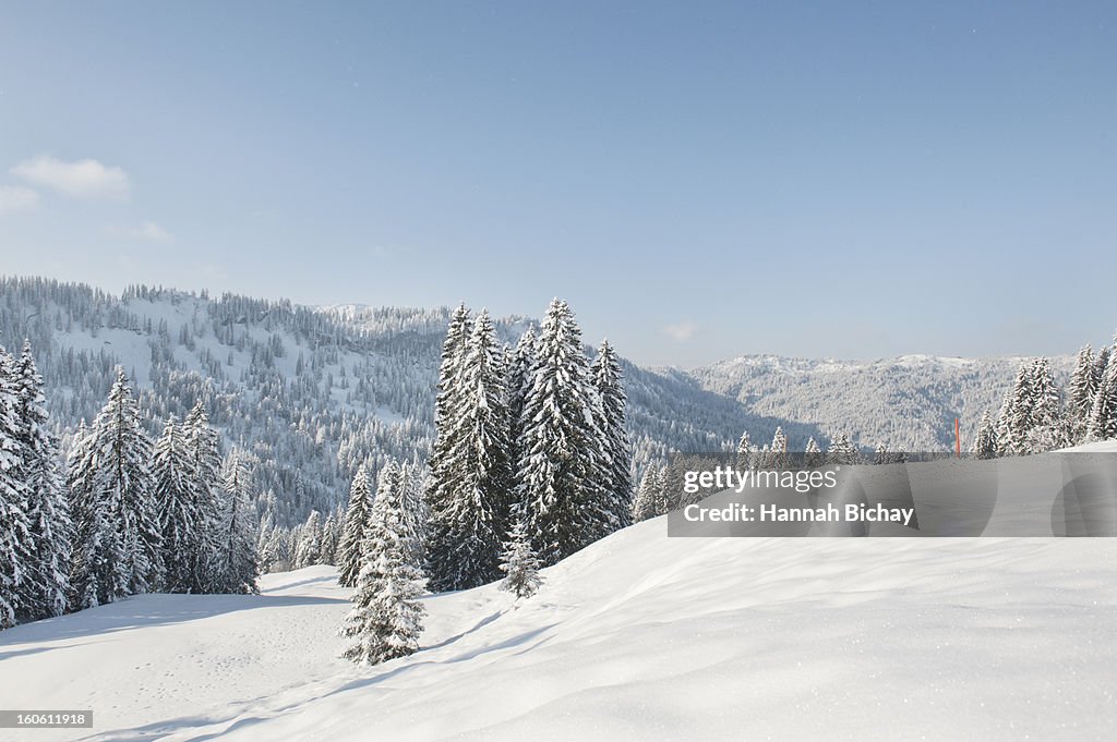 Snow-covered landscape and evergreens in Germany
