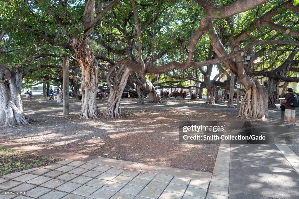 Tree Prak Banyan tree park and the historic Banyan tree in Lahaina, Hawaii on ...