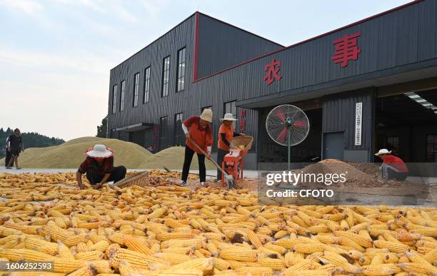 Farmers threshed corn at Tiantang village in Neijiang city, Sichuan province, China, August 17, 2023.