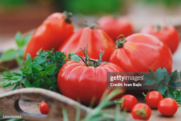 big ripe tomatoes - superfood stock pictures, royalty-free photos & images