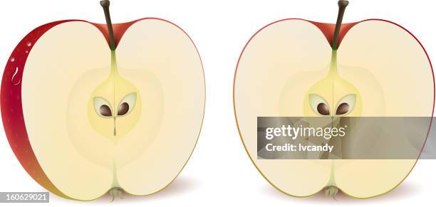 red apple - cross section stock illustrations