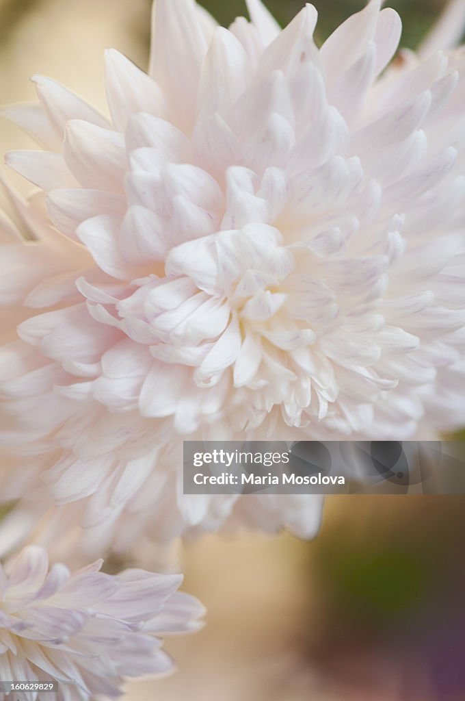 Chrysanthemum Flowers