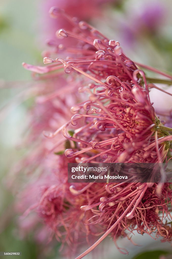 Chrysanthemum Flowers