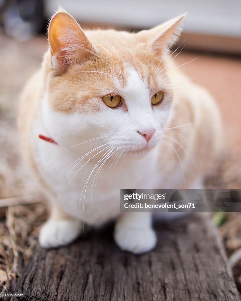 White and reddish cat