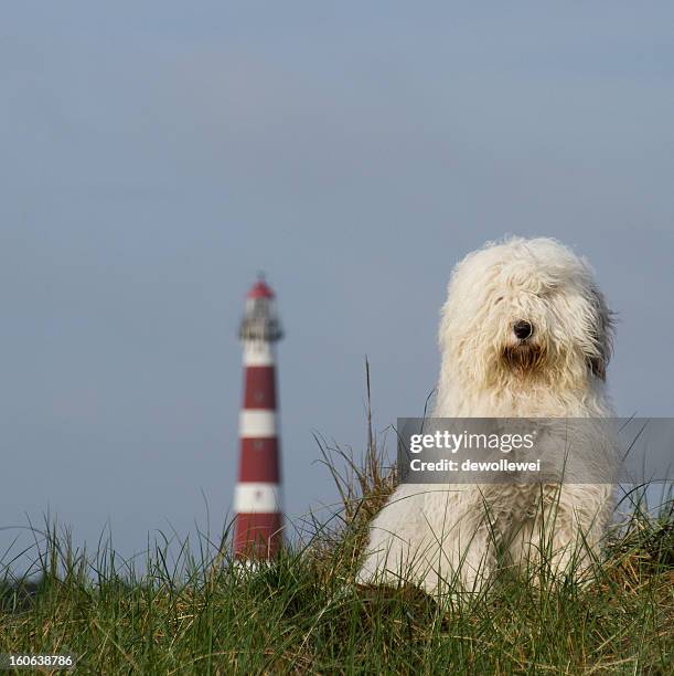 the lighthouse keeper - english sheepdog puppies stock pictures, royalty-free photos & images