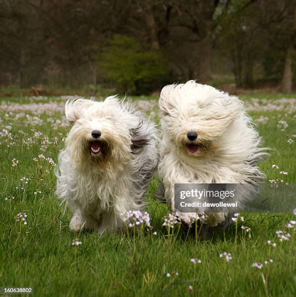 happy run.. - old english sheepdog stock pictures, royalty-free photos & images