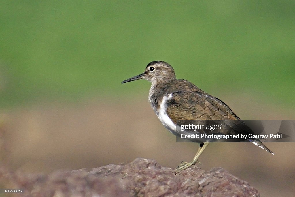 White-rumped Sandpiper Bird