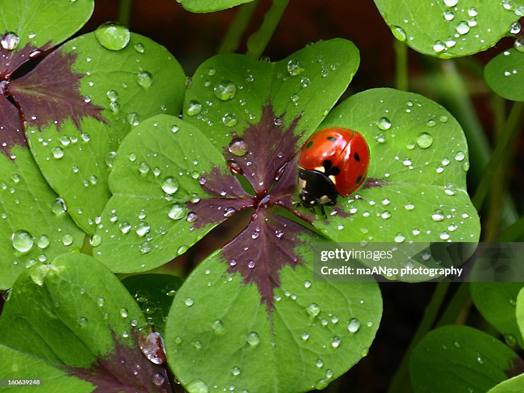 Ladybird on four-leave-clover