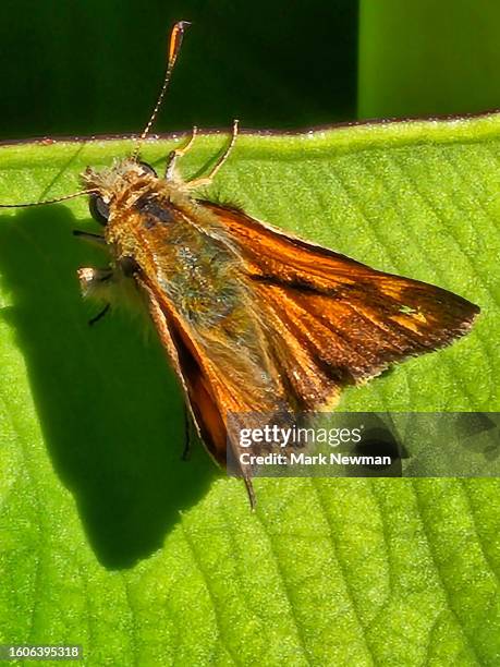 woodland skipper butterfly - woodland skipper stock pictures, royalty-free photos & images