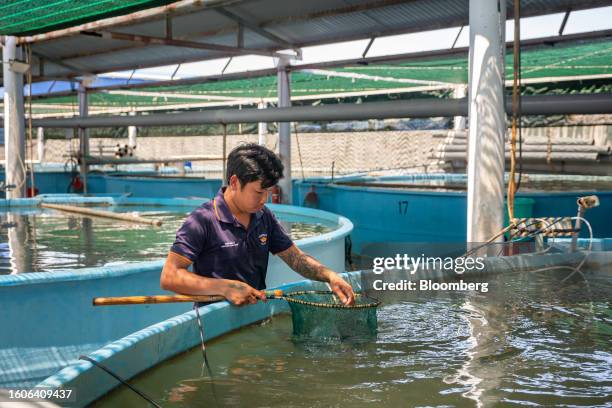 An Australis Aquaculture LLC employee looks at barramundi fish at a company's hatchery center at Van Phong Bay in Khanh Hoa Province, Vietnam, on...