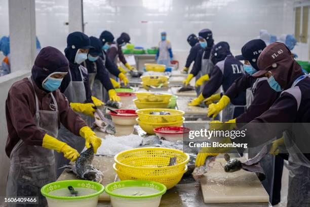 Australis Aquaculture LLC employees slice barramundi fish at a company's processing center in Khanh Hoa Province, Vietnam, on Friday, Aug. 11, 2023....
