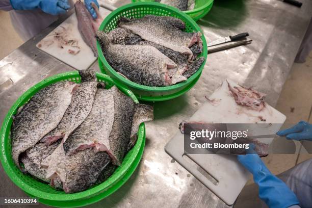 Australis Aquaculture LLC employees slice barramundi fish at a company's processing center in Khanh Hoa Province, Vietnam, on Friday, Aug. 11, 2023....