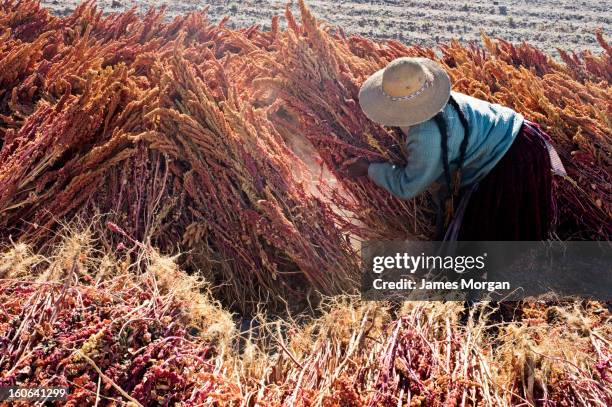 woman in hat gathering quinoa sheaves, altiplano - bolivian andes - fotografias e filmes do acervo