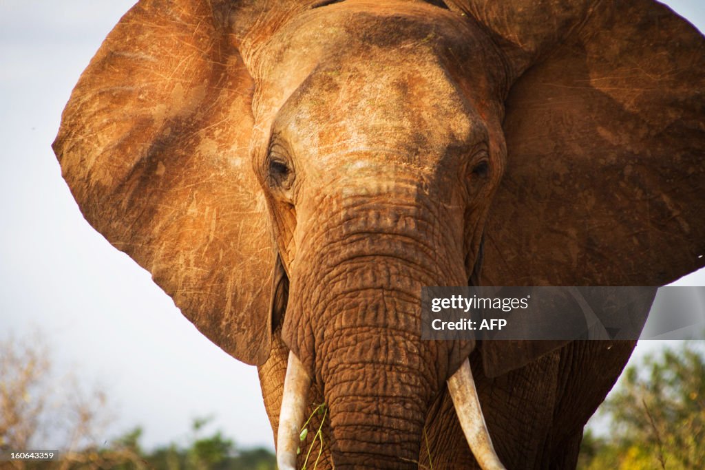 KENYA-POACHING-ELEPHANTS