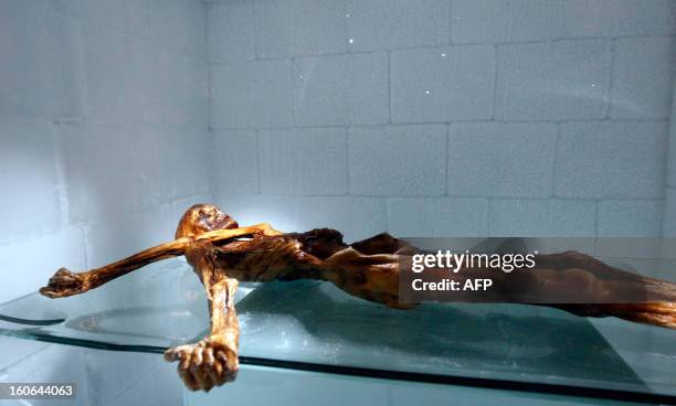 The mummy of an iceman named Otzi, discovered on 1991 in the Italian Schnal Valley glacier, is on display at the Archaeological Museum of Bolzano on...