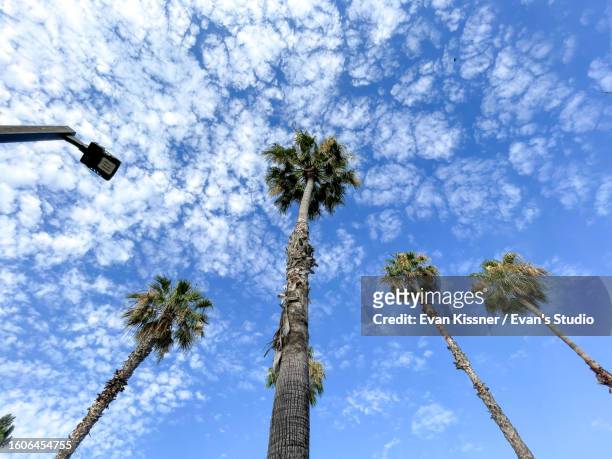 tropical palm trees with blue sky and clouds - evan kissner stock pictures, royalty-free photos & images