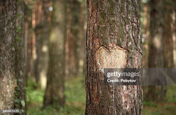 pine herz - tree trunk stock-fotos und bilder