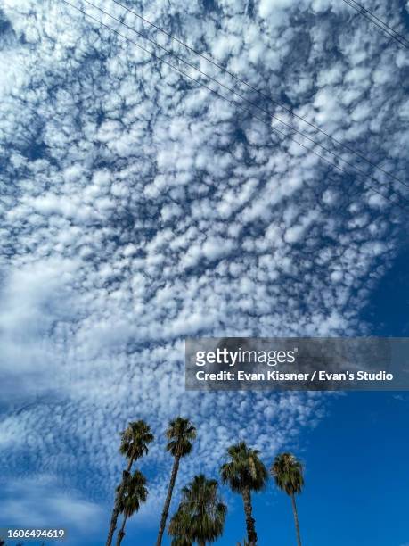 tropical palm trees with blue sky and clouds vertical iii - evan kissner stock pictures, royalty-free photos & images