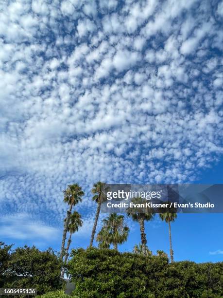 tropical palm trees with blue sky and clouds vertical ii - evan kissner stock pictures, royalty-free photos & images
