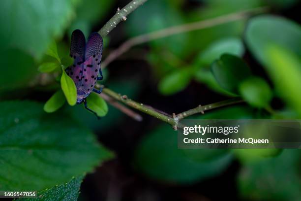 Newest Invasive Insect 586 Invasive Pests Stock Photos, High-Res Pictures, and Images - Getty ...