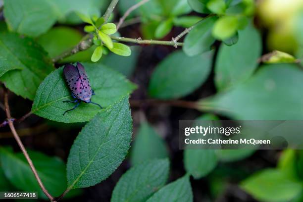 Newest Invasive Insect 586 Invasive Pests Stock Photos, High-Res Pictures, and Images - Getty ...