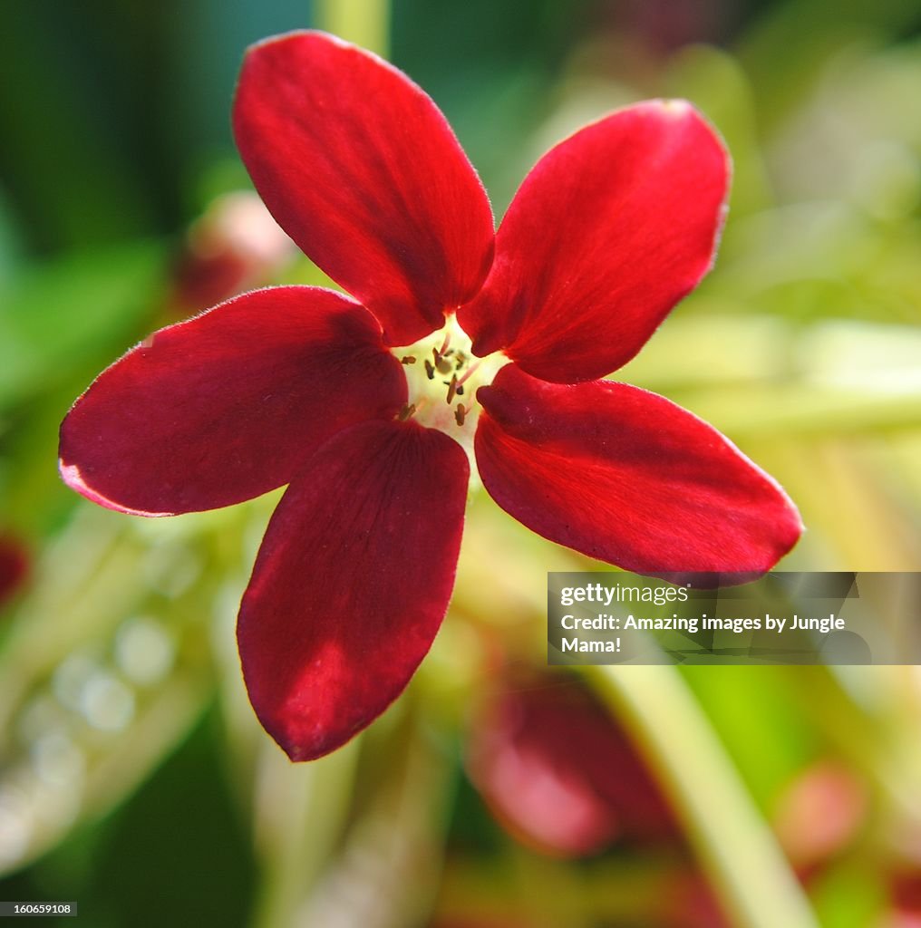Ah the fragrance of this sunlit Rangoon Creeper