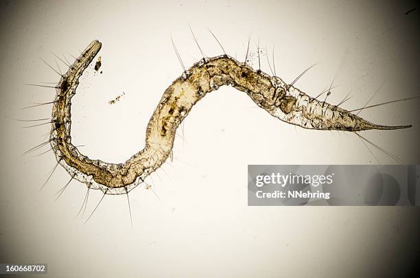 89 Segmented Worm Stock Photos, High-Res Pictures, and Images - Getty