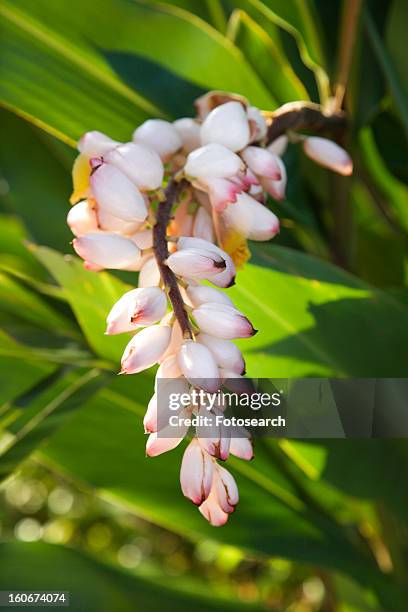 ginger flower on plant in maui, hawaii - alpinia zerumbet stock pictures, royalty-free photos & images