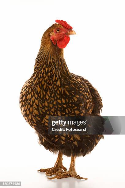 golden laced wyandotte chicken - golden wyandottes stock pictures, royalty-free photos & images