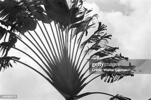 Brazil. Brésil- Période 1950-1955- Reportage sur le Brésil: une branche d'un arbre palmier en évantail.