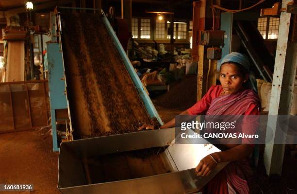 The Land Of Green Gold. La fabrique de transformation de thé de LOOLECONDERA, la plus ancienne du SRI LANKA : une femme au travail.