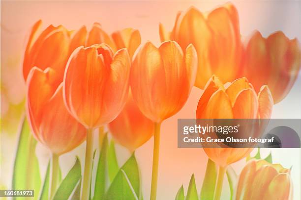 tulips, tulipas, tulpaner - happy easter - tulpaner foto e immagini stock