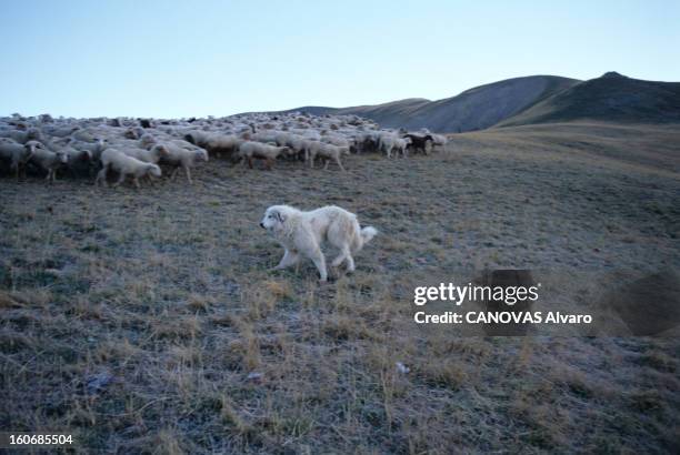 The Shepherds Of Mercantour And The Return Of Wolves. En France, dans le Mercantour, en septembre 1998, lors d'une reportage avec les bergers, au...