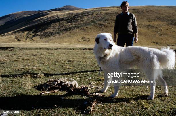 The Shepherds Of Mercantour And The Return Of Wolves. En France, dans le Mercantour, en septembre 1998, lors d'une reportage avec les bergers, au...