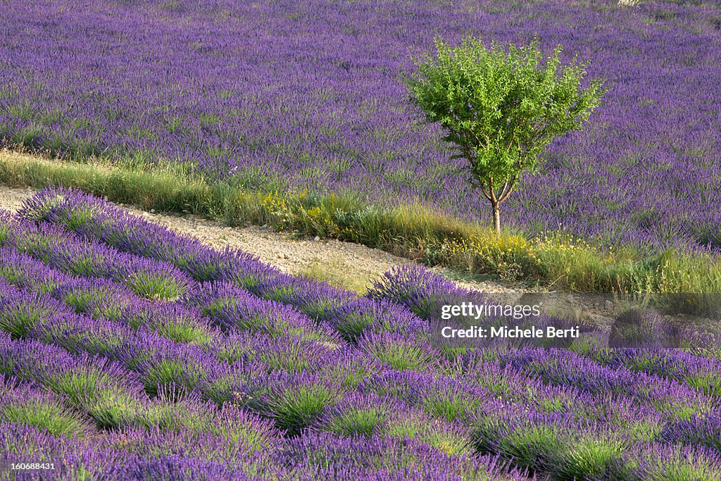 Rows of lavender field with tree