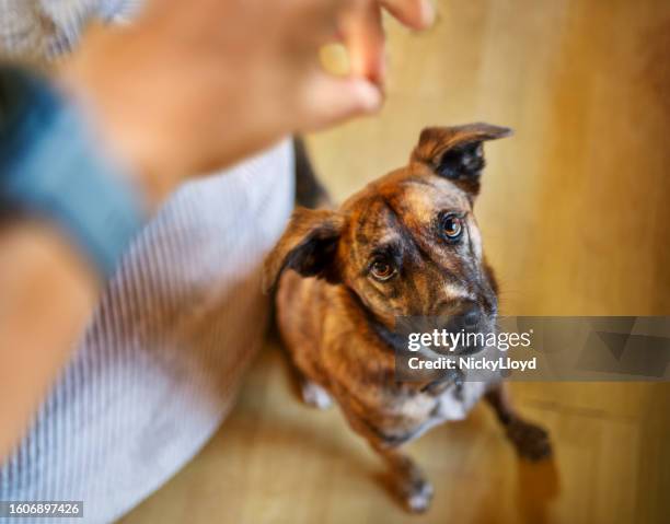 propriétaire utilisant des friandises pour dresser son chien à la maison - comportement animal photos et images de collection